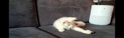 Maine Coon cats for sale: Pedigree Maine Coon Kittens in Manchester  - Advert 18