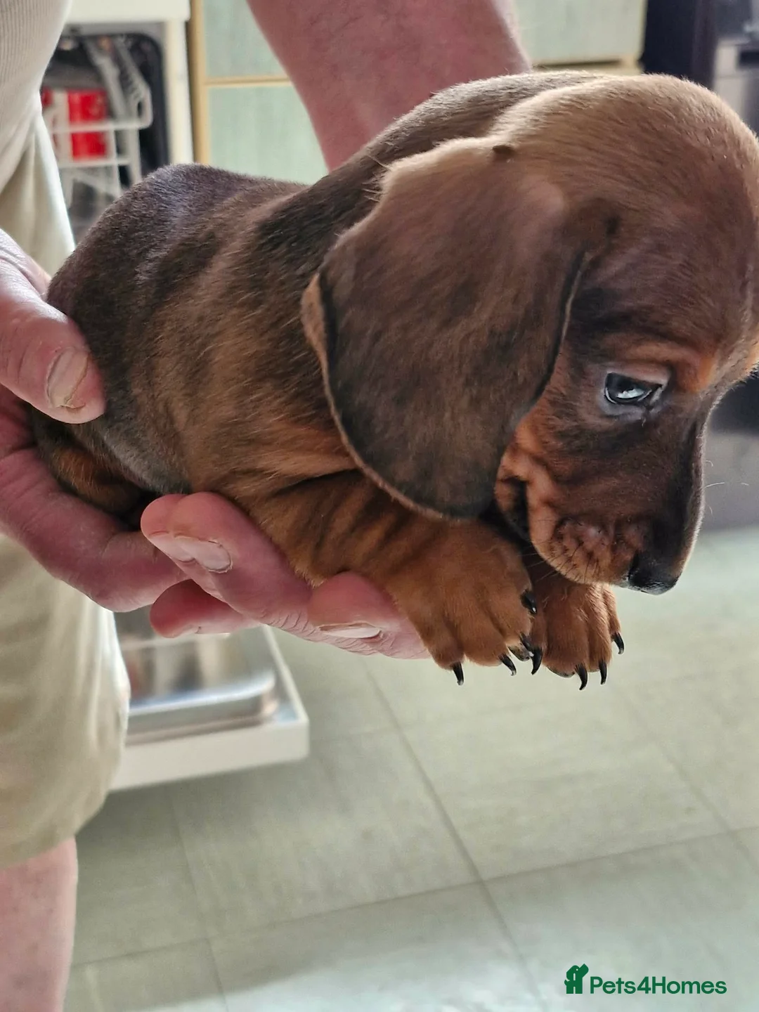 Dachshund dogs for sale: Dachound puppies in Wincanton - Advert 6