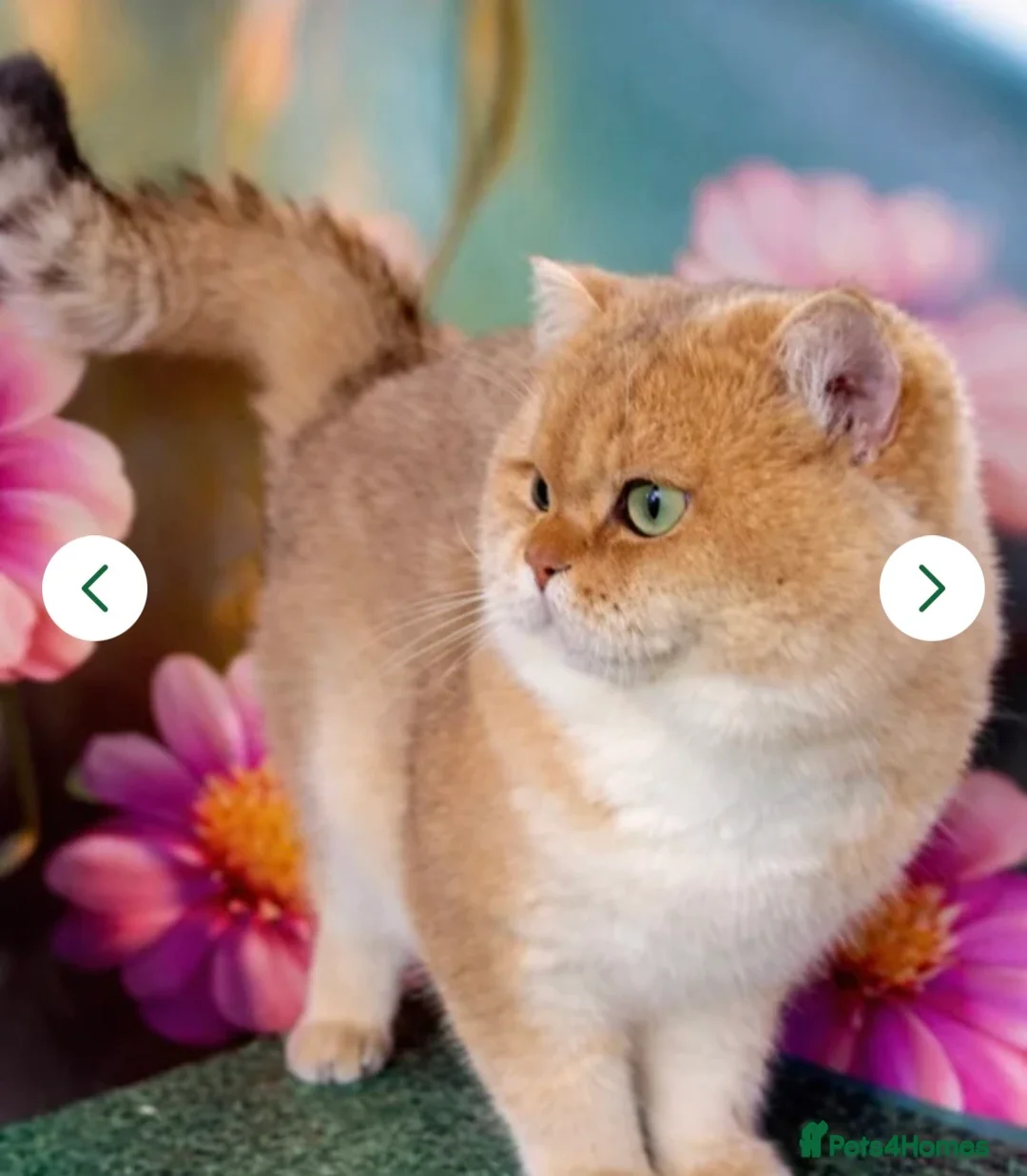 British Longhair cats for sale: Registered British longhair kittens - Advert 7