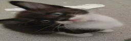 Mixed Breed cats for sale: Lovely home reared kittrns for sale - Advert 6