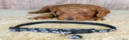 Cockapoo dogs for sale: Beautiful F1B Cockapoos - Advert 7