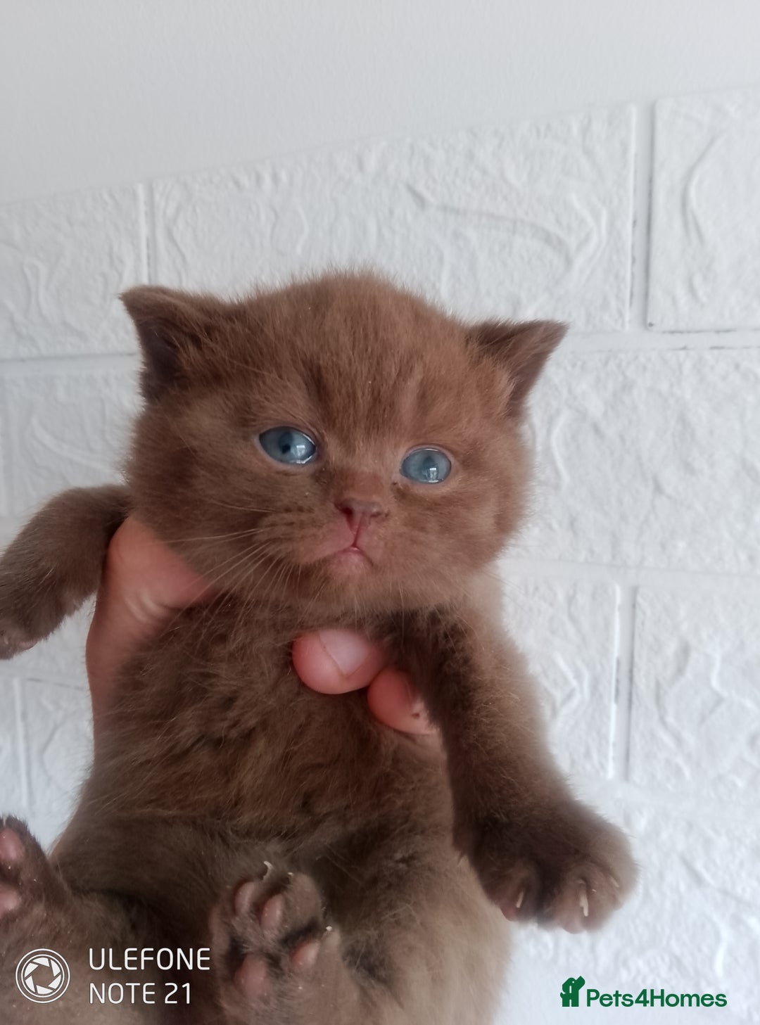 British Shorthair cats for sale: Cinnamon & Chocolate Teddy bear BSH - Image 7