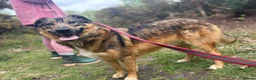 Mixed Breed dogs for adoption: Nancy - Norwich Norfolk  - Advert 11