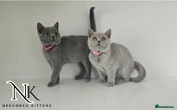 British Shorthair cats for sale: GCCF SHOW QUALITY BSH 👌 🥰🥰 - Image 2