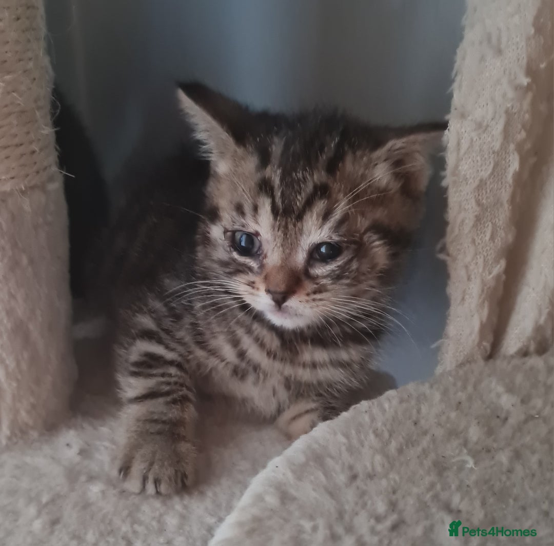Brazilian Shorthair cats for sale: British shorthair Cross kittens - Image 4