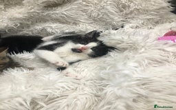 Mixed Breed cats for sale: Lovely kittens 8 weeks old  - Image 21