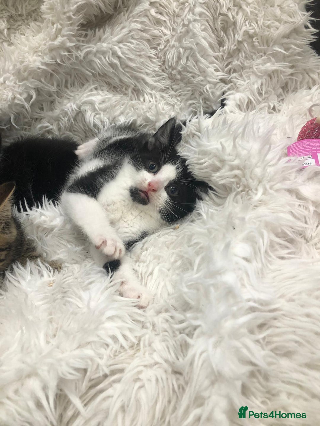 Mixed Breed cats for sale: Lovely kittens 8 weeks old  - Image 21