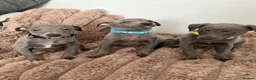 Whippet dogs for sale: STUNNING BLUE WHIPPET PUPS KENNEL CLUB REGISTERED  - Advert 10