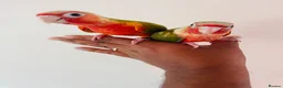 Conures birds for sale: Hand reared conures for sale  - Advert 18