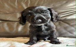 Cocker Spaniel dogs for sale: Show type Cocker Spaniel Puppies - Image 25
