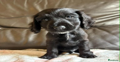 Cocker Spaniel dogs - Advert 16