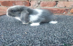 Mini Lop rabbits for sale: Baby mini lop bunnies - Image 10