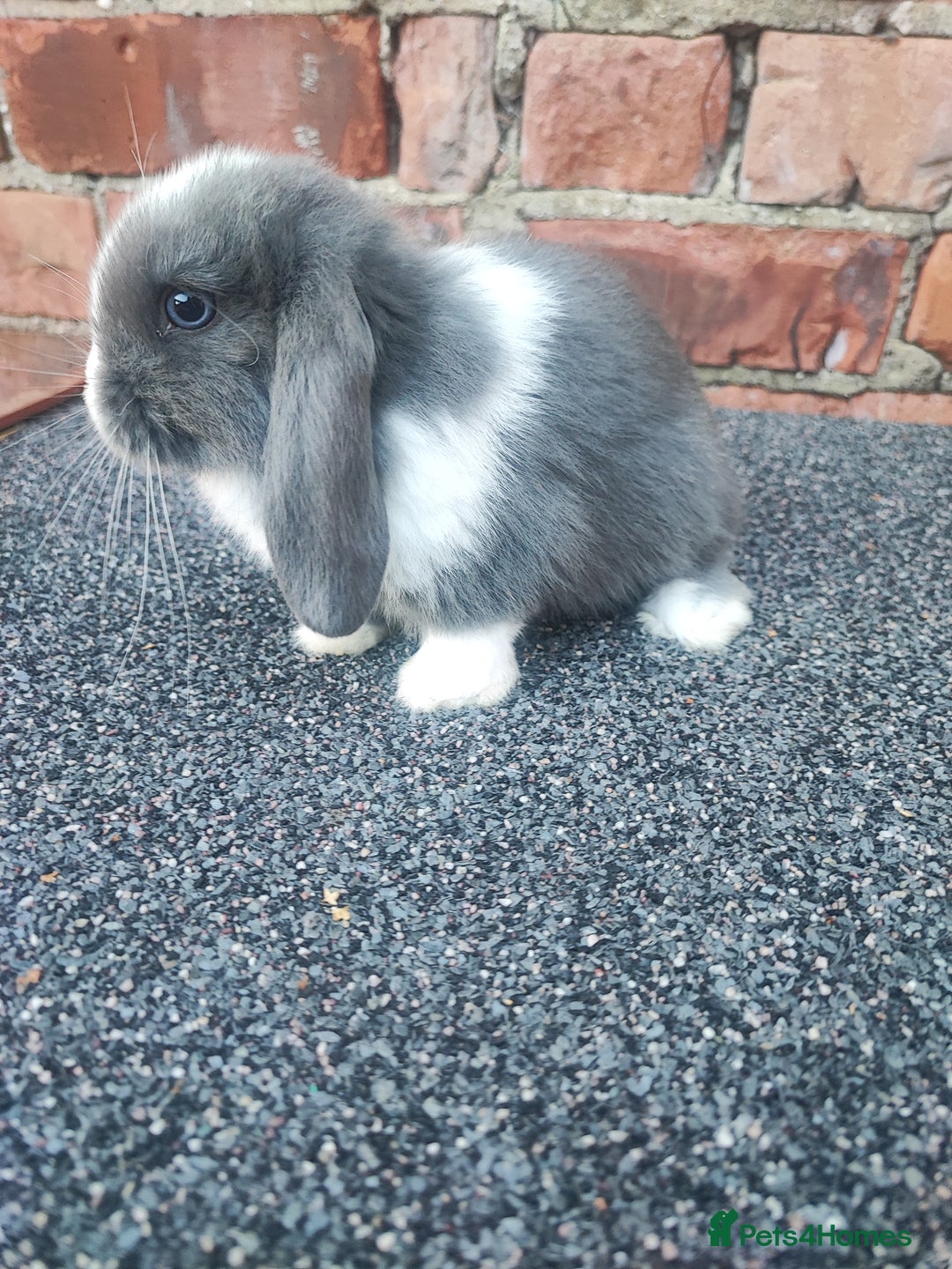 Mini Lop rabbits for sale: Baby mini lop bunnies - Image 10