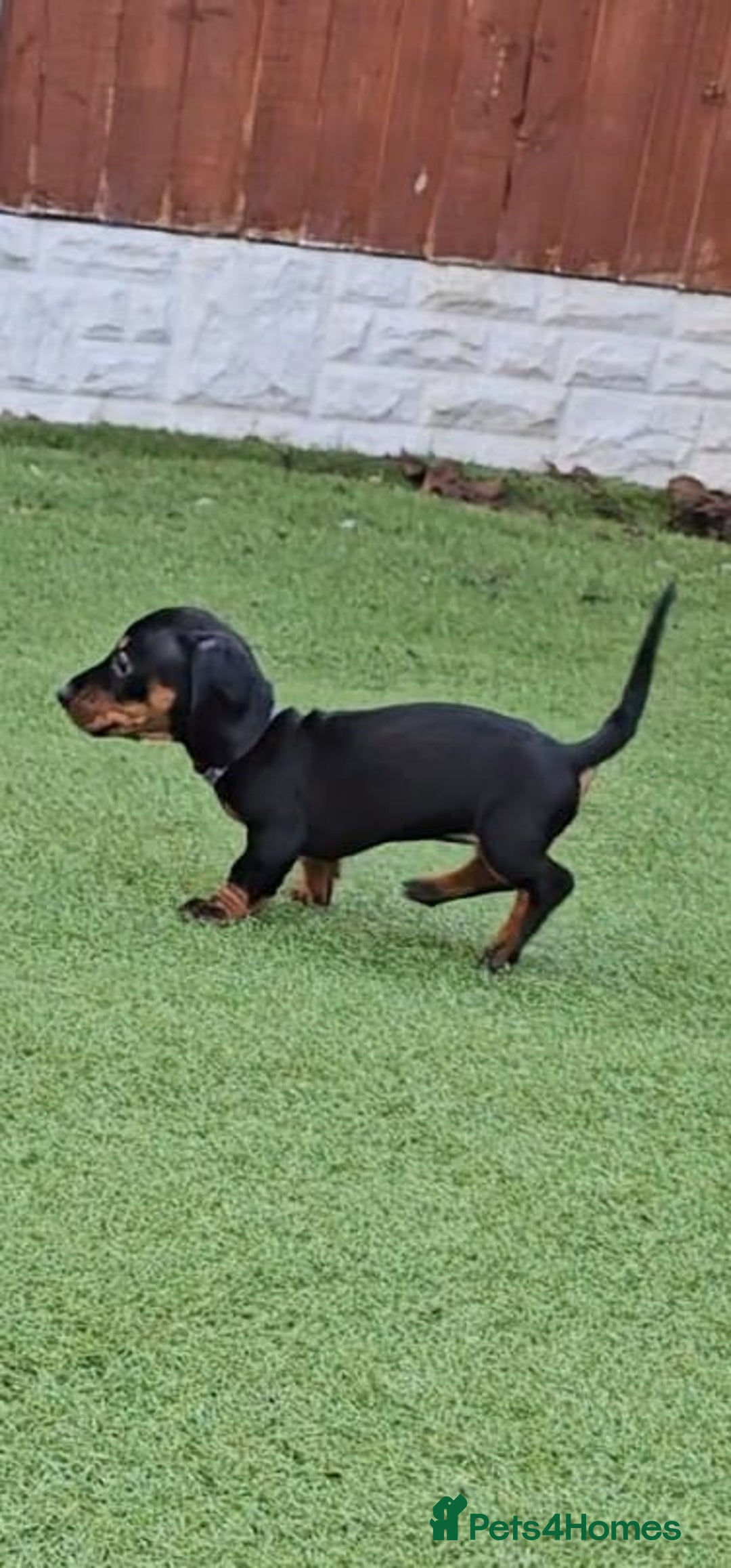 Miniature Dachshund dogs for sale:  Miniature Dachshunds ready to go Friday 19th Sept - Image 38
