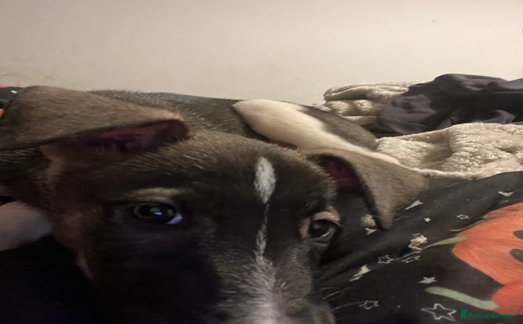 Mixed Breed dogs - Advert 2