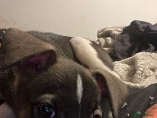 Mixed Breed dogs Akita x lurcher - Advert 3