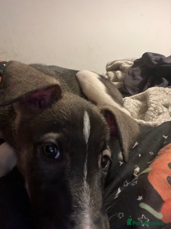 Mixed Breed dogs - Advert 2