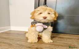 Australian Labradoodle dogs for sale: Rehoming Simba A gorgeous Aussie Labradoodle  - Image 2