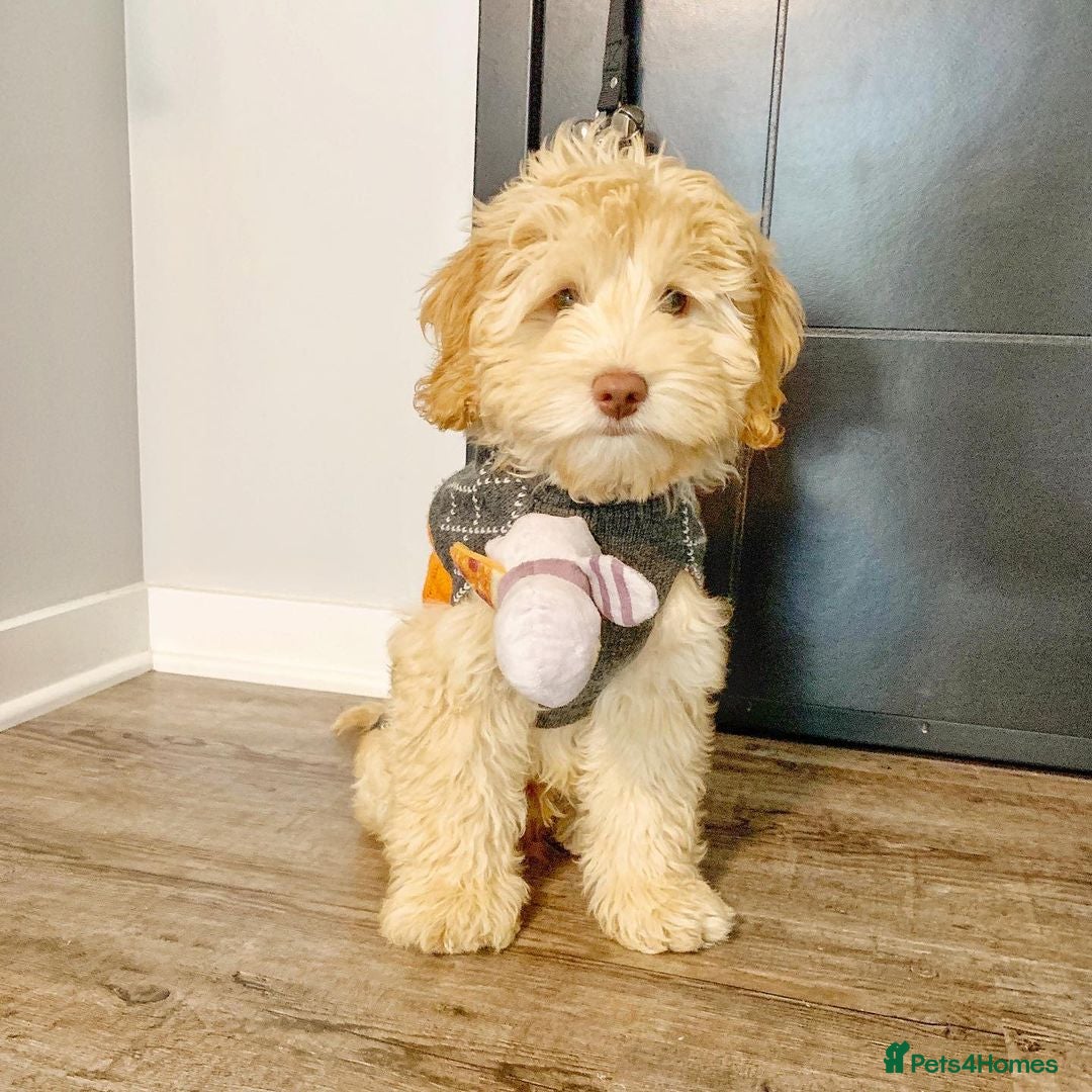 Australian Labradoodle dogs for sale: Rehoming Simba A gorgeous Aussie Labradoodle  - Image 2
