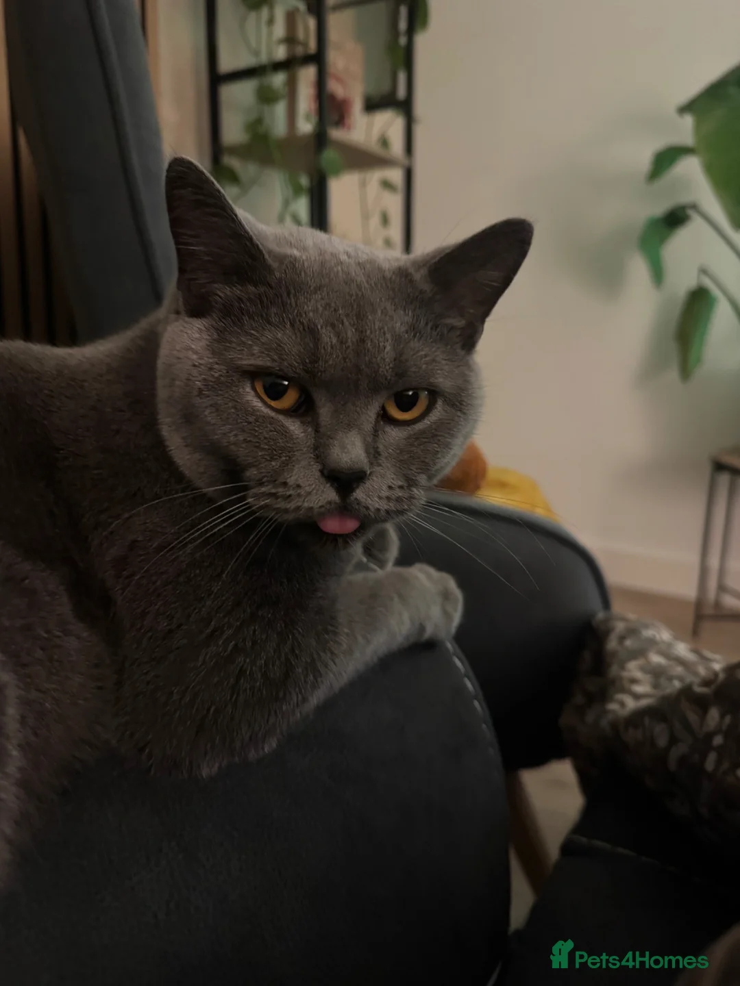 British Shorthair cats for sale: British Shorthair Male Kitten 🐈‍⬛🐾 - Advert 2