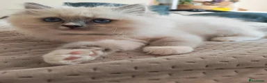 Ragdoll Kitten 3
