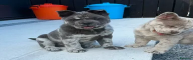 Stunning rare blue merle male chowski