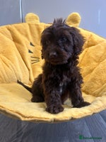 Cockapoo dogs - Advert 1