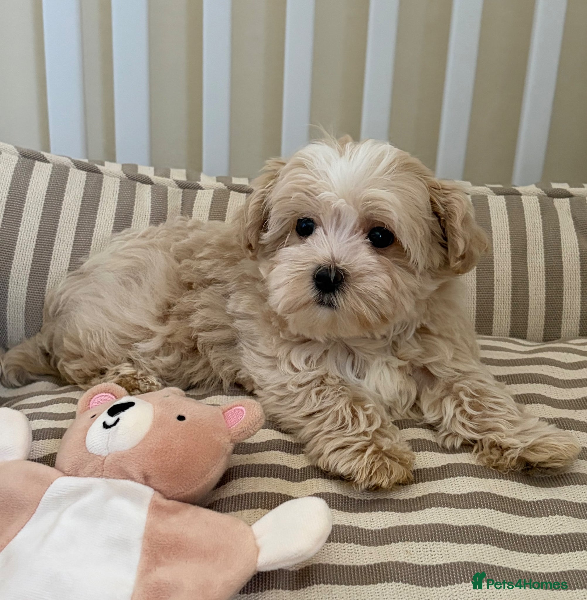 Maltipoo dogs 5🌟Korean maltipoo puppies health tested - Advert 1