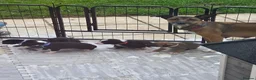 Mixed Breed dogs for sale: 5 Border Terrier Collie puppies  - Advert 2