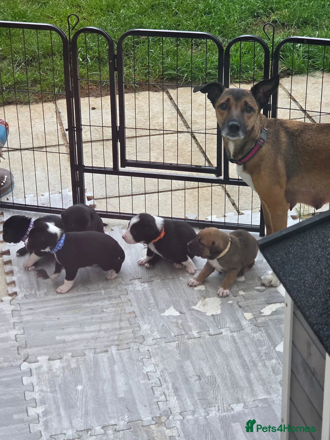 Mixed Breed dogs for sale: 5 Border Terrier Collie puppies  - Advert 2