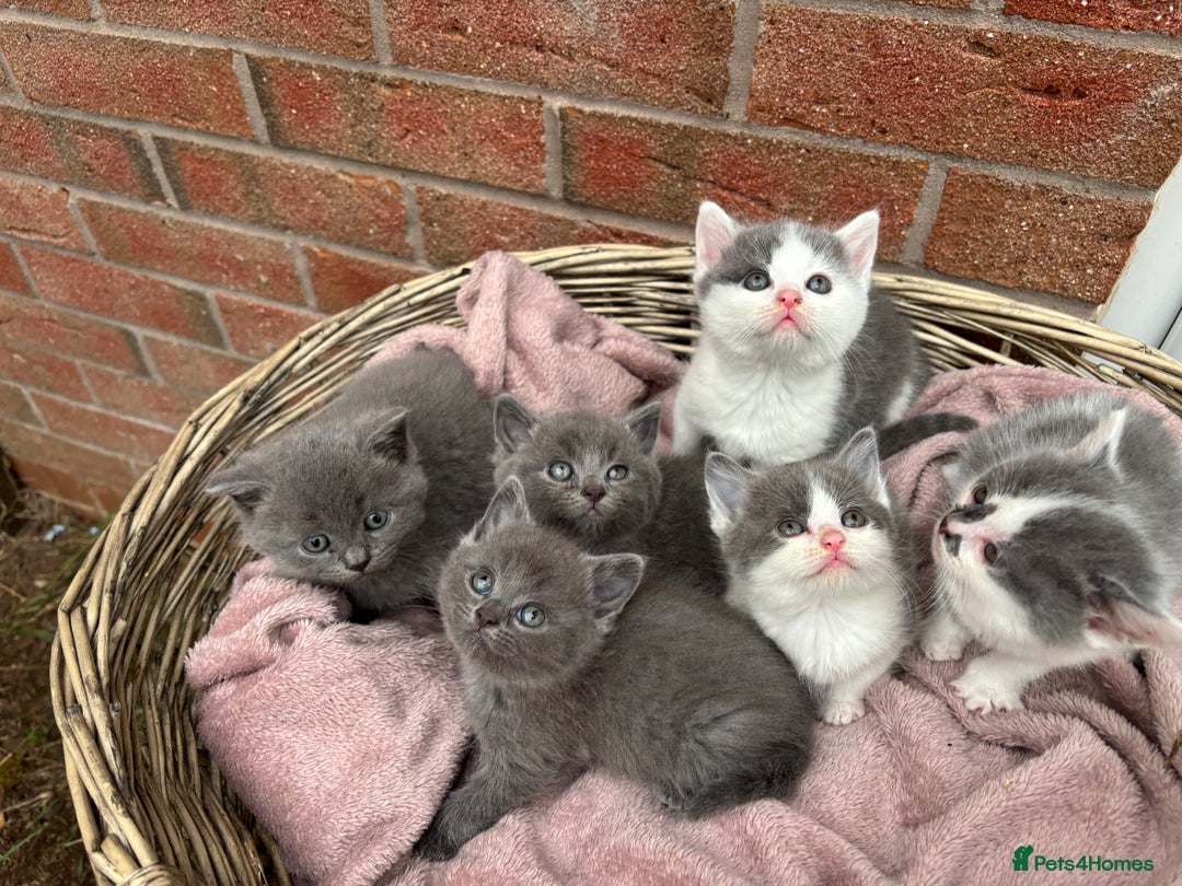 British Shorthair cats for sale: British shorthair kittens  - Image 17