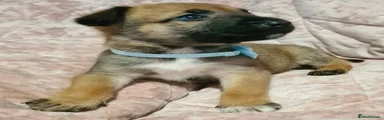 Belgian Shepherd Dog 1