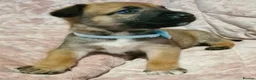 Belgian Shepherd Dog dogs for sale: Belgian malinois puppies  - Advert 20