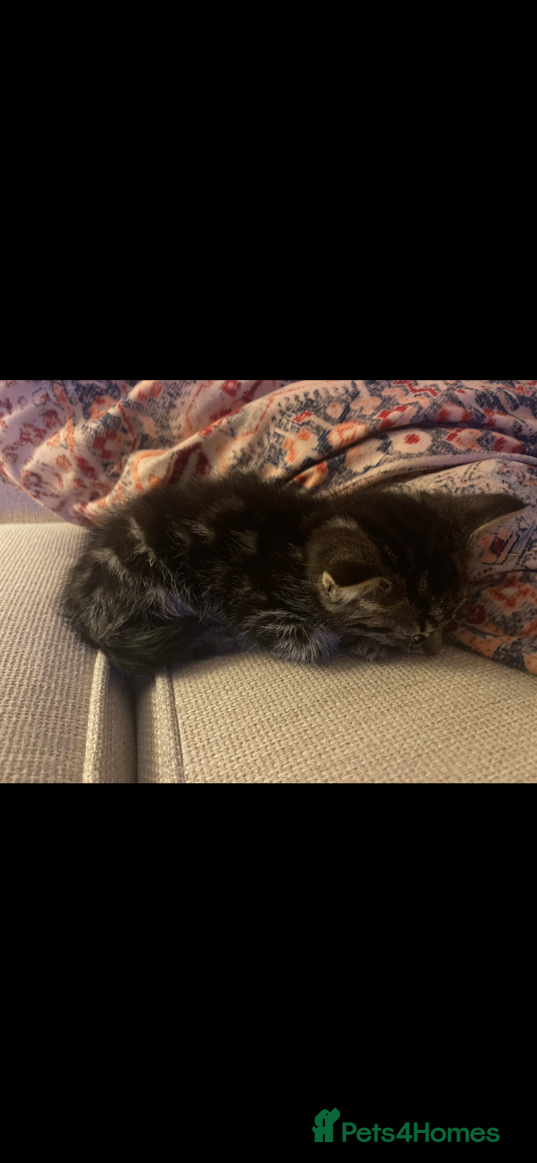 Maine Coon cats for sale: Maine Coon Male Kittens - Advert 3