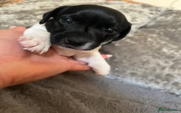 Patterjack dogs for sale: TOP QUALITY PATTERJACKS - Image 6