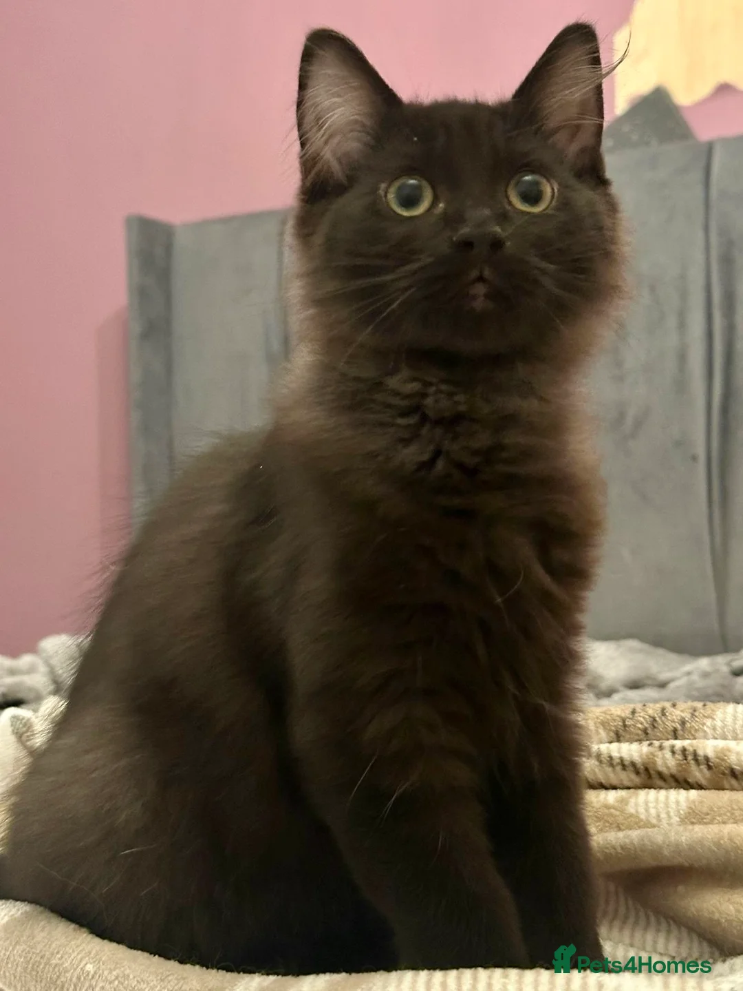 Ragdoll cats for sale: Beautiful ragdoll X boy  - Advert 7