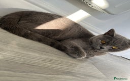 British Shorthair cats for sale: British shorthair female  - Image 3