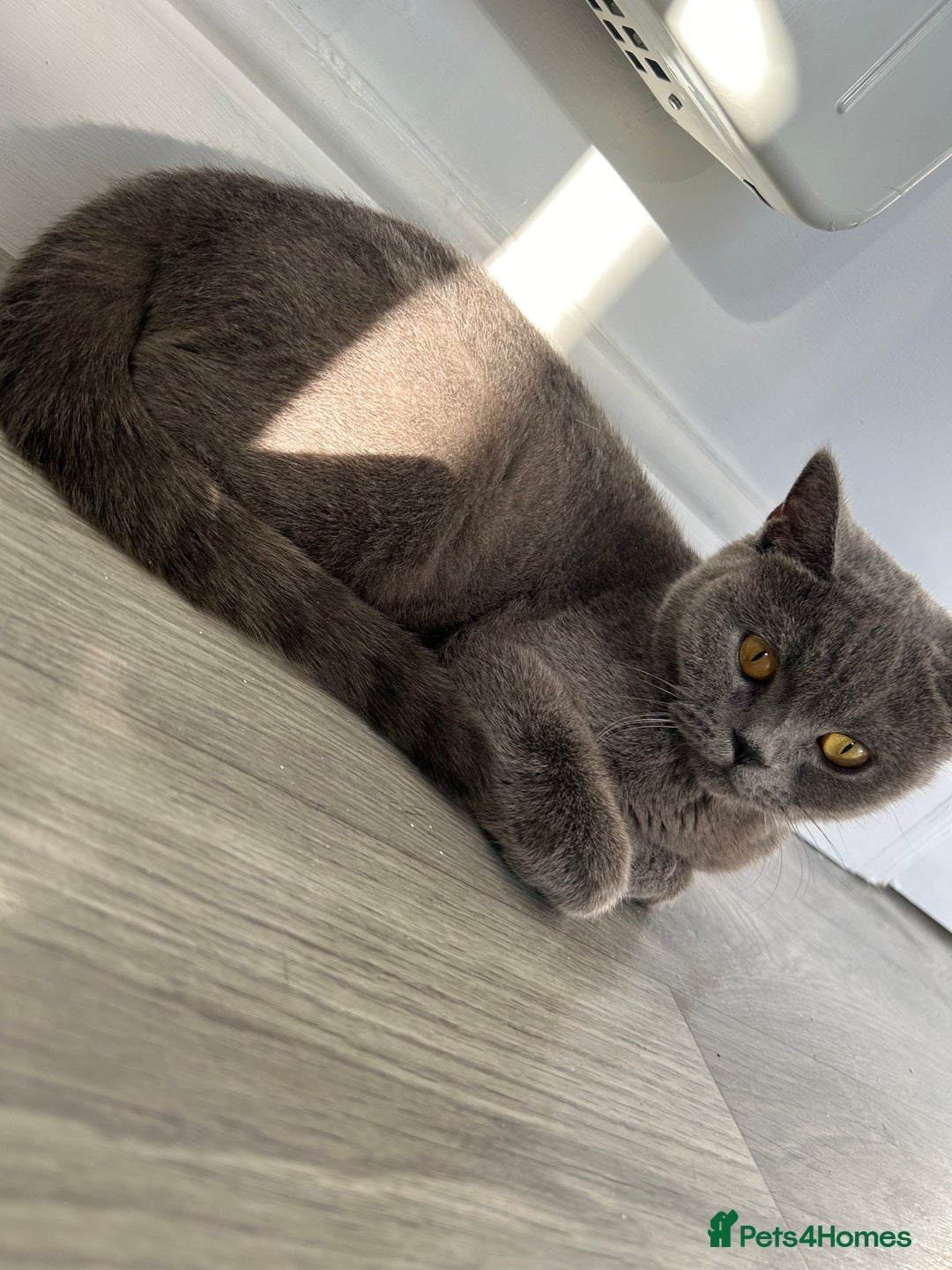 British Shorthair cats for sale: British shorthair female  - Image 3