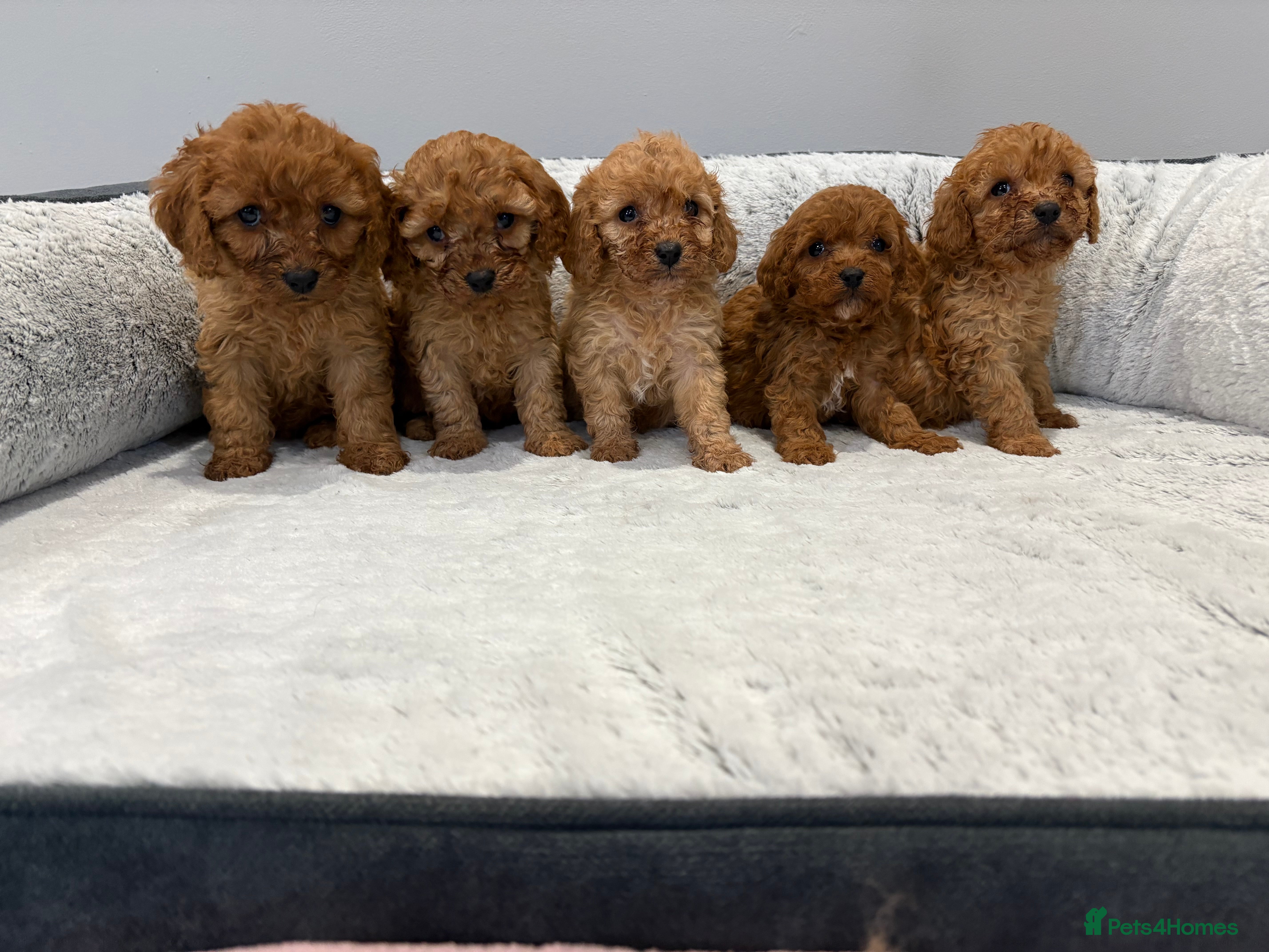 Cavapoo dogs 🐾STUNNING CAVAPOOS F1 🐾 - Advert 6