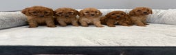 Cavapoo dogs for sale: 🐾STUNNING CAVAPOOS F1 🐾 - Advert 1