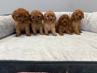 Cavapoo dogs 🐾STUNNING CAVAPOOS F1 🐾 - Advert 5