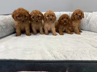 Cavapoo dogs 🐾STUNNING CAVAPOOS F1 🐾 - Advert 4
