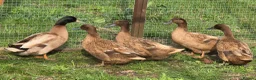 Ducks poultry for sale: Khaki Campbell & Trout Indian Runner ducklings  - Advert 3