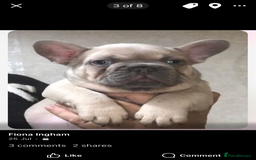 French Bulldog dogs for sale: 1 Female and 1 male French Bulldog Puppy available - Image 1
