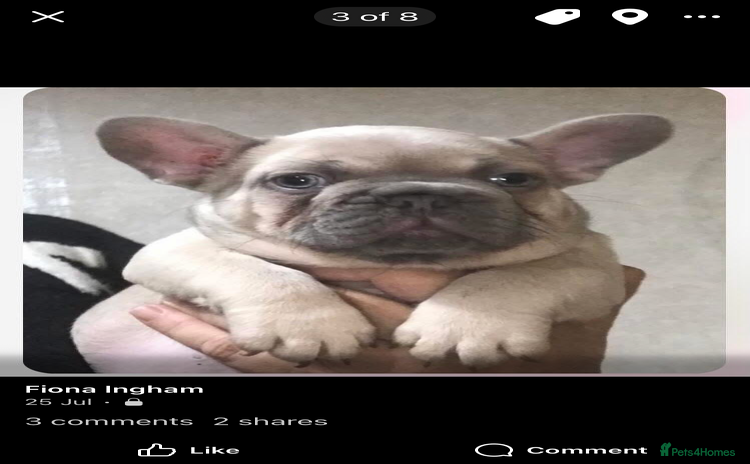 French Bulldog dogs - Advert 14