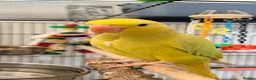Ringnecks birds for sale: Baby ring neck  in London - Advert 8