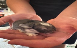 Mixed Breed rabbits for sale: Dwarf lion head/mini lop babies  - Advert 14