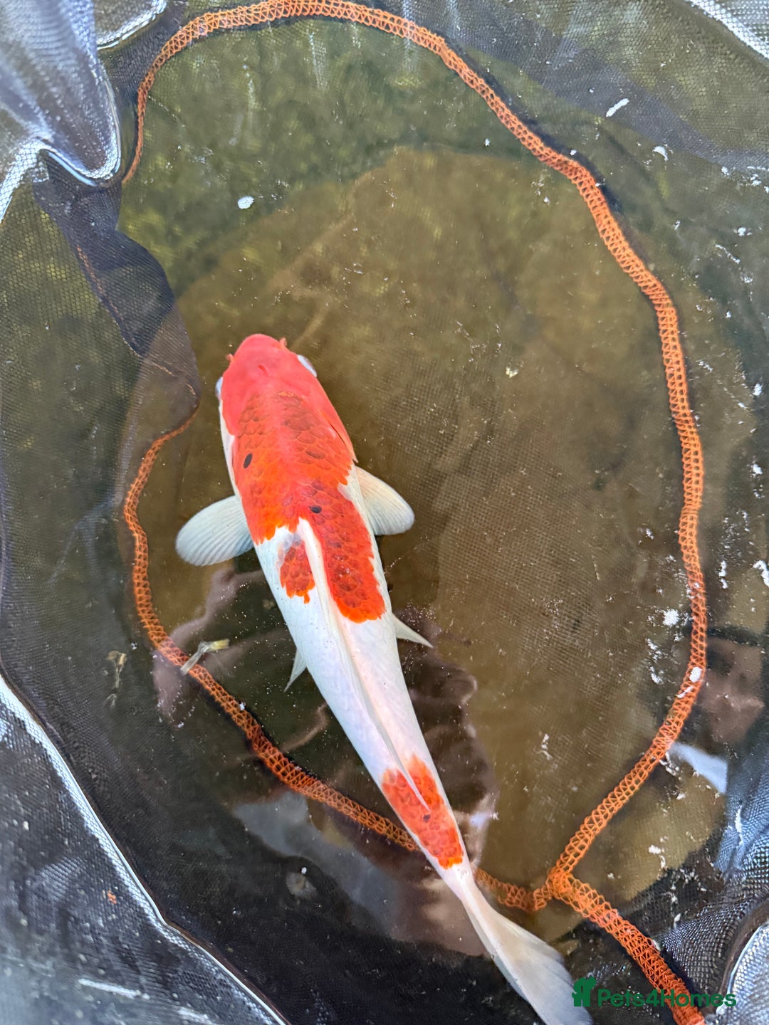 Koi Carp fish for sale: Japanese koi carp  - Image 2