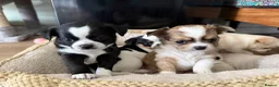 Chihuahua dogs for sale: 4 gorgeous chihuahua puppies - Advert 16