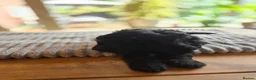 Labradoodle dogs for sale: 4 Beautiful female Labradoodles Ready to go! - Advert 35